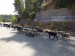 2013-09-06_Olimpia_Nafplion_Korynt_139.jpg