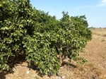 2013-09-06_Olimpia_Nafplion_Korynt_149.jpg