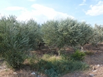 2013-09-06_Olimpia_Nafplion_Korynt_150.jpg