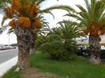 2013-09-06_Olimpia_Nafplion_Korynt_187.jpg
